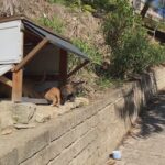 MONTEPRANDONE, PAESE A MISURA D'ANIMALE